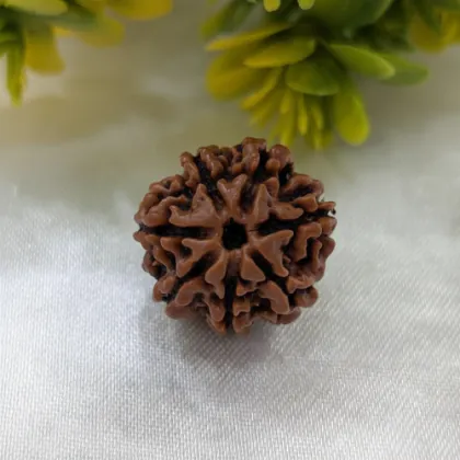 Rudraksha Collection